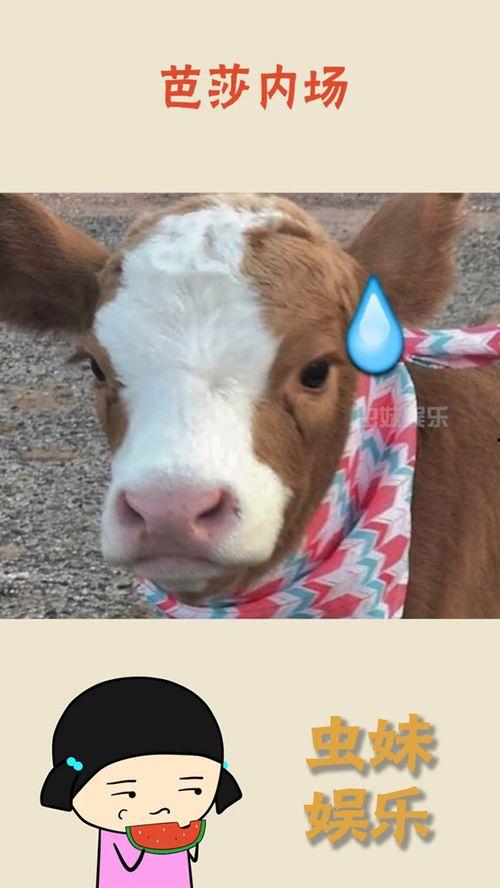 娱乐吃瓜酱玩梗